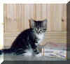 Wisse 8v..jpg (133740 byte)